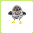 🔥Black Friday for 50% off-Rechargeable Flapping Bird Cat Toy